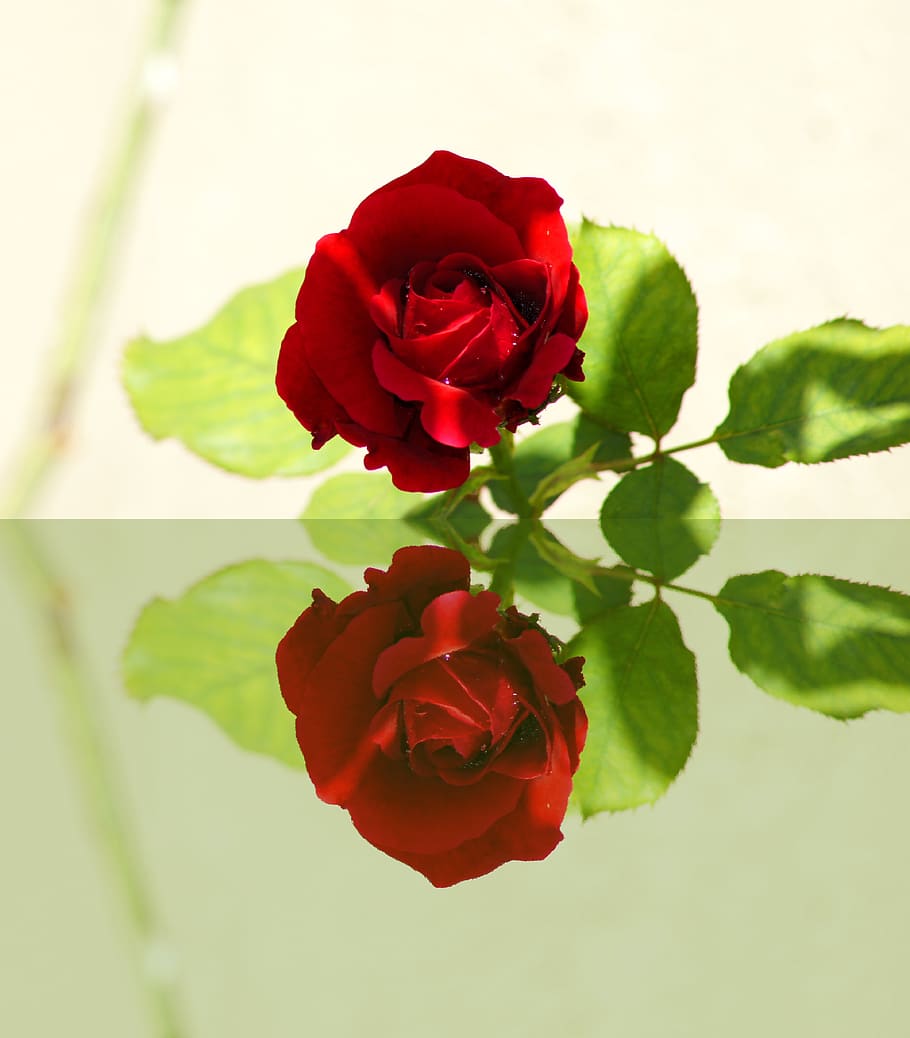 red rose, mirror, reflections, mood, romantic, symbolism, beauty in nature HD wallpaper