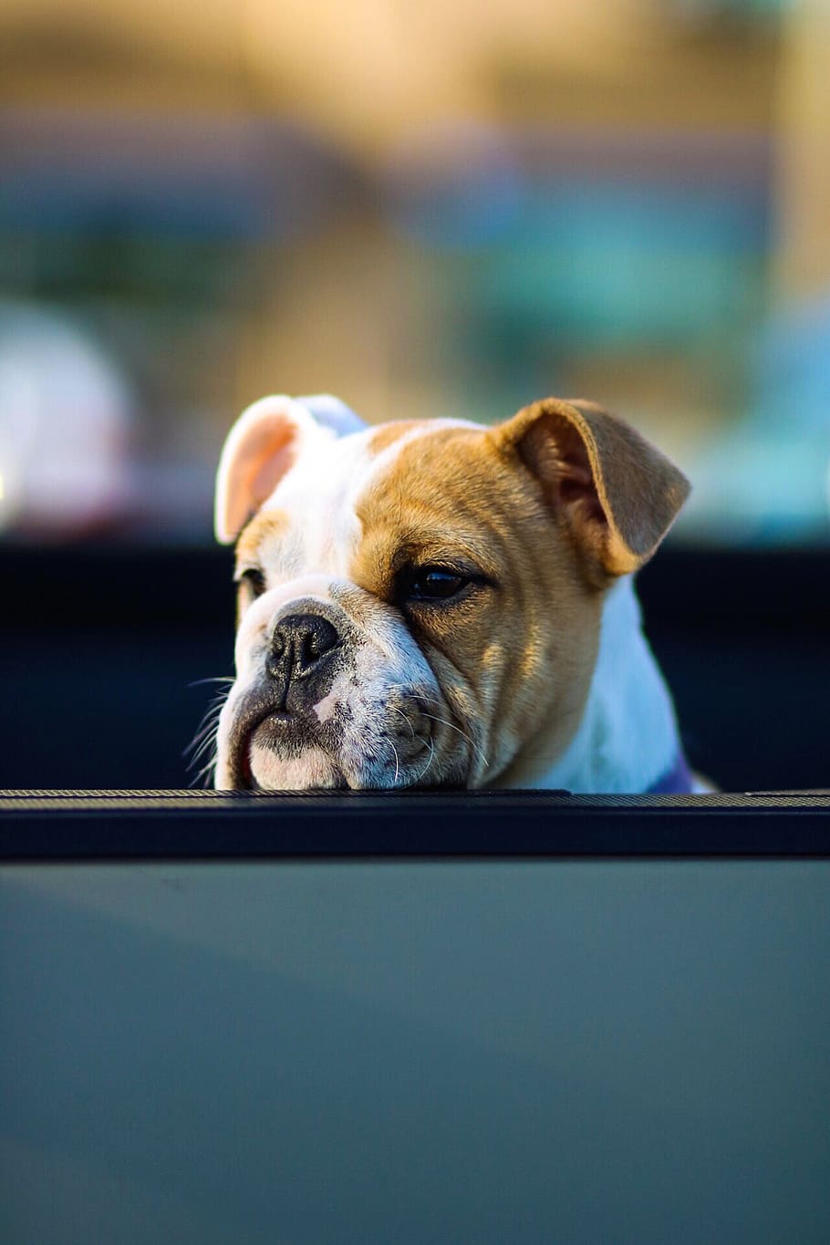 brown and white dog, one animal, pets, canine, domestic, mammal HD wallpaper