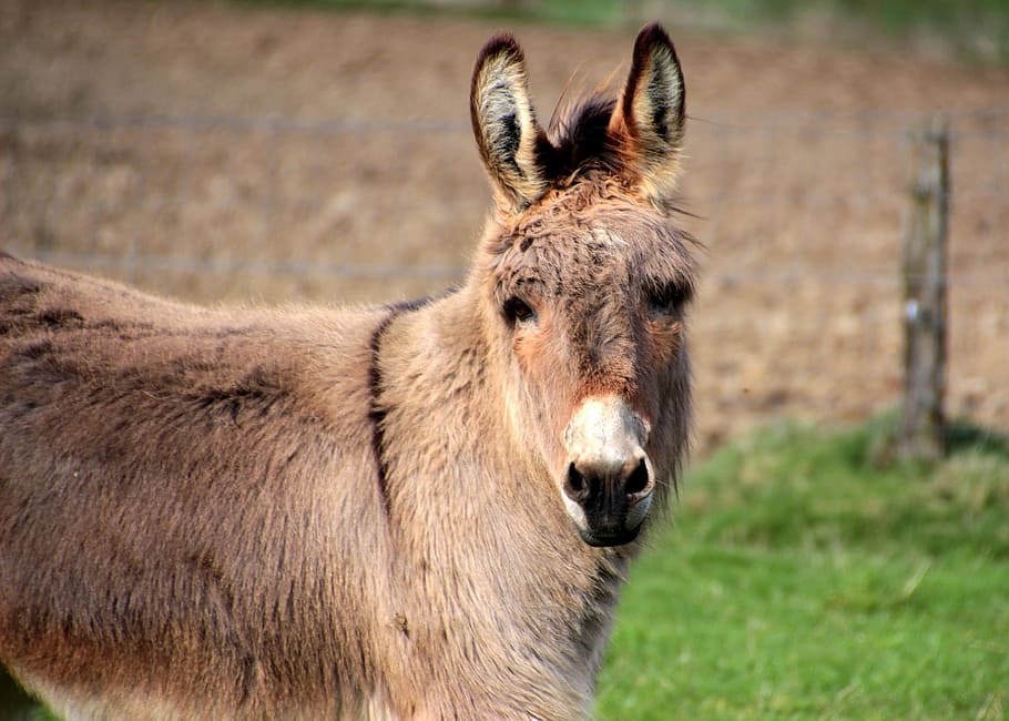 donkey, stable, wild, animal, nature, farm, animal themes, mammal HD wallpaper