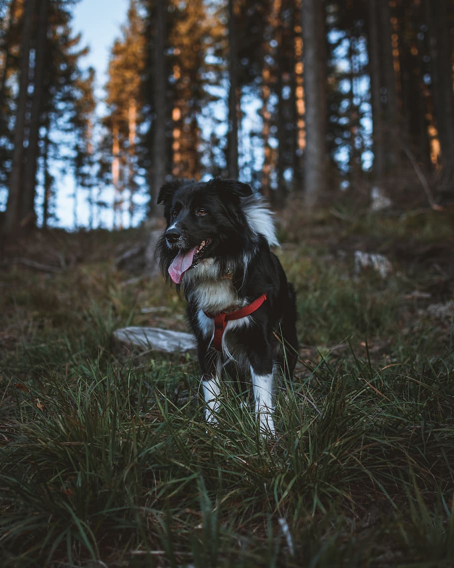 long-coated black dog, canine, one animal, land, mammal, plant HD wallpaper