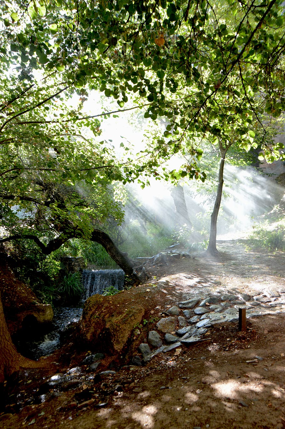 trees, stream, sunbeam, irrigation, mist, spray, path, rays HD wallpaper