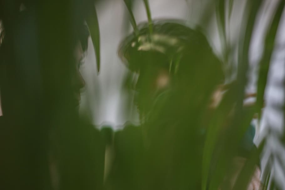 eindhoven, netherlands, plant, leaf, growth, plant part, green color HD wallpaper