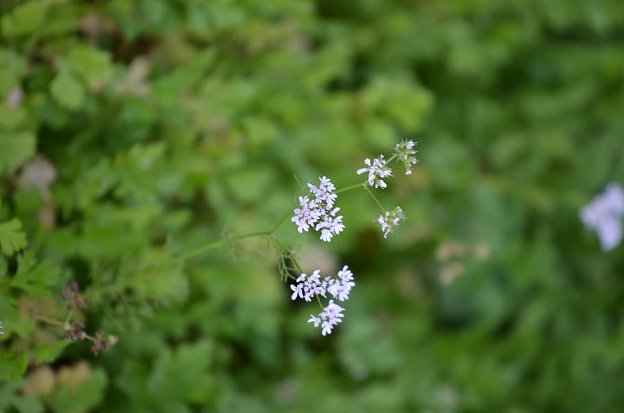 flower, green, tree, nature, plant, flowering plant, freshness HD wallpaper