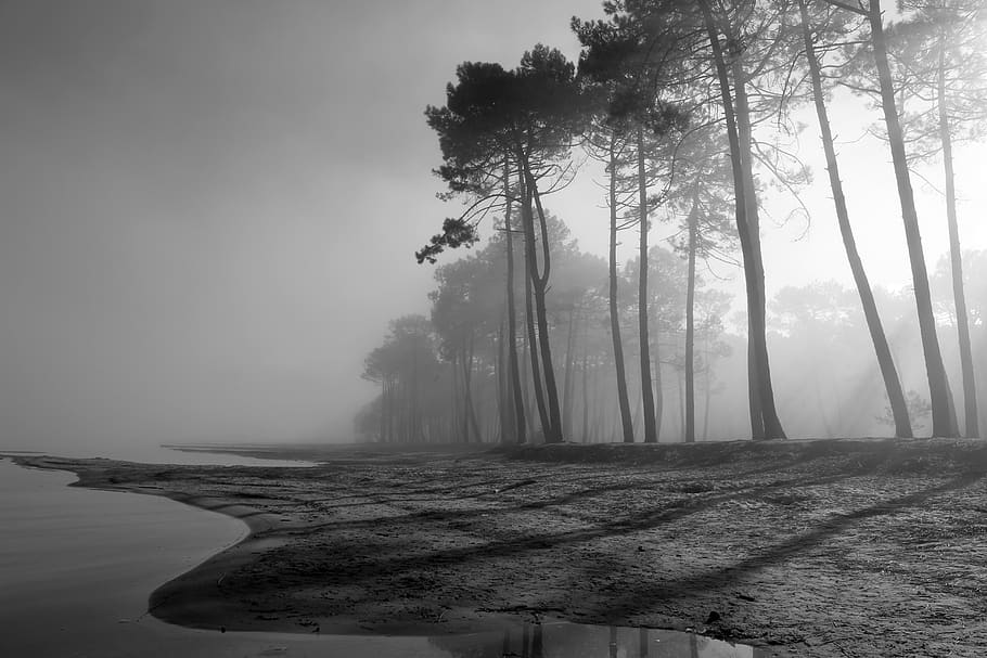 france, sanguinet, frog, tree, calm, lake, tranquility, fog HD wallpaper