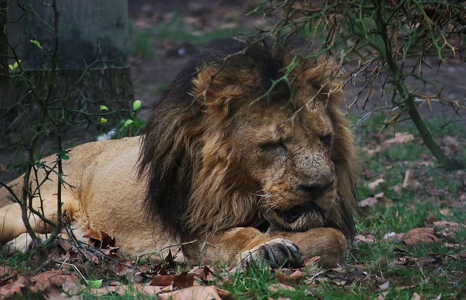 lion, old, lying, zoo, africa, mane, male, nature, animal, mammal HD wallpaper