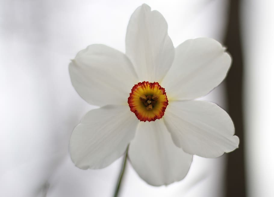 narcis, white, crown, orange, pestle, petals, spring flowers HD wallpaper