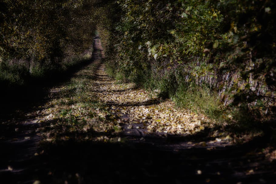 green trees, gravel, road, dirt road, poland, jeziory, wielkopolski national park HD wallpaper
