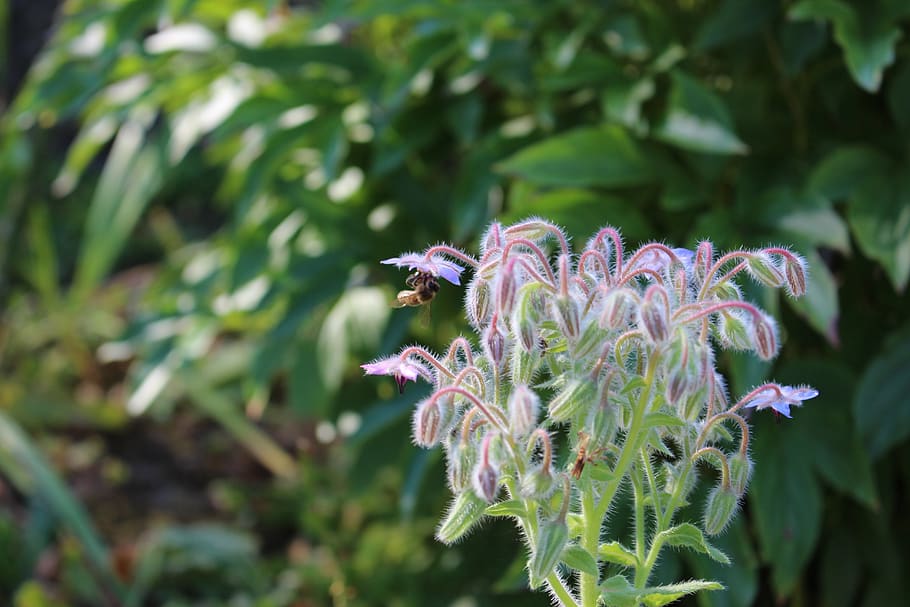 bee, flowers, green, insect, nature, honey bee, pollen, bloom HD wallpaper