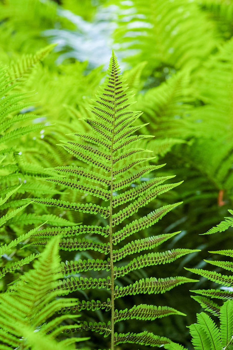 green leafed plant, green color, plant part, growth, fern, nature HD wallpaper