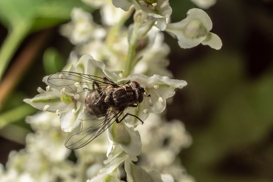 macro, fly, insect, close up, compound eyes, wing, nature, insect macro HD wallpaper