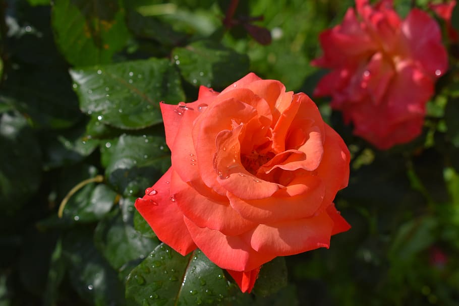 rose, red, flower, bloom, beauty, petals, nature, love, beautiful HD wallpaper