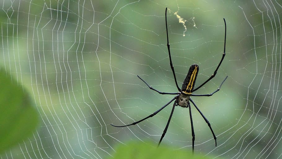 spider, web, nature, insect, spiderweb, black, invertebrate HD wallpaper