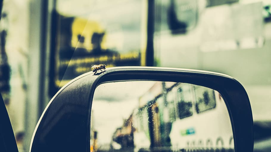 melbourne, australia, bee, spring, car, focus on foreground HD wallpaper