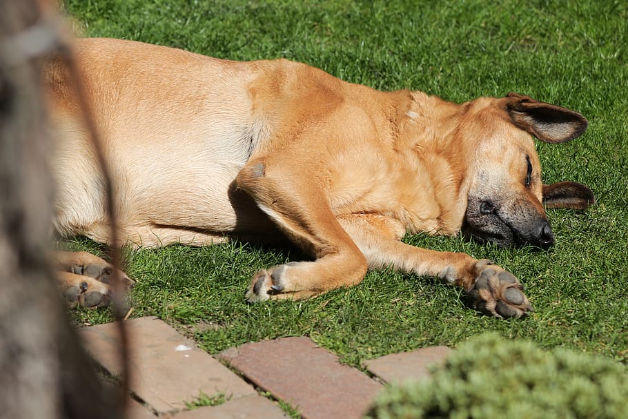 brown dog lying on grass, pet, animal, canine, golden retriever HD wallpaper