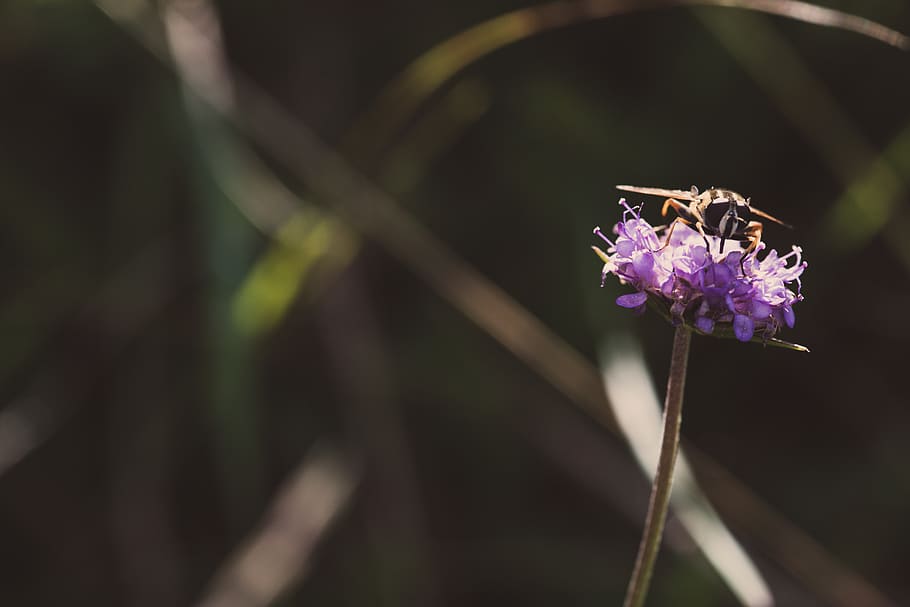 Selective Focus Photography Of Insect Perched On Purple Flower HD wallpaper