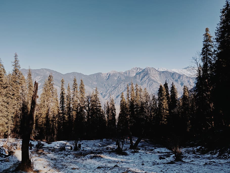Photo Of Trees And Mountain, forest, landscape, scenic, snow HD wallpaper