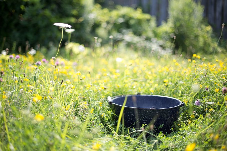 pot, garden, fresh, flower, nature, fragrance, blooming, object HD wallpaper