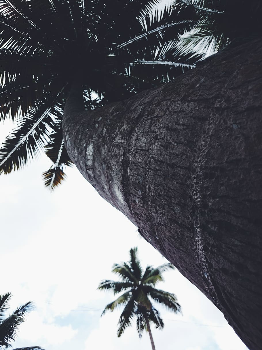 trees, nature, palm tree, plant, tropical climate, growth, low angle view HD wallpaper