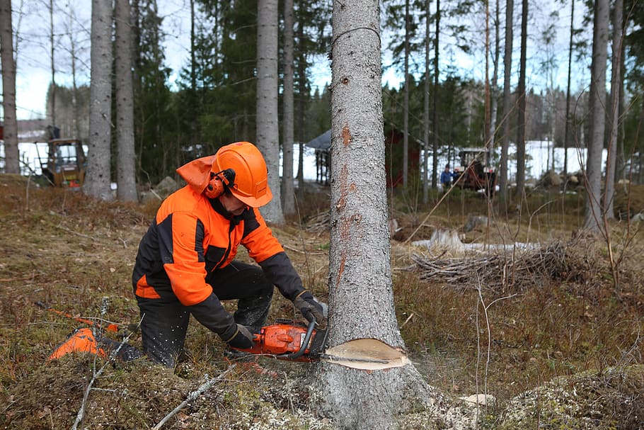 forest, logger, tree, six, chainsaw, off, pour, timber, logging HD wallpaper
