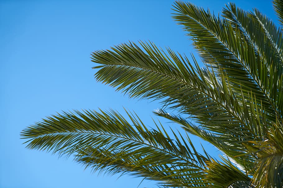 palm, tree, palm tree, nature, tropical, leaves, plant, summer HD wallpaper
