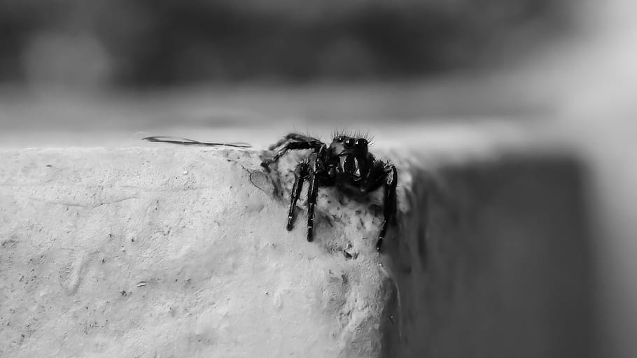 spider, black, macro, black spider, animal themes, one animal HD wallpaper