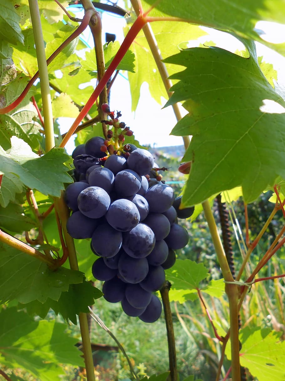 wine, grape, plants, closeup, sunlight, green, nature, food HD wallpaper