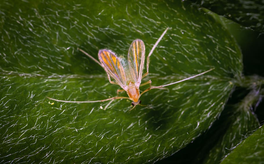 Brown Insect On Leaf, bug, little, plant part, close-up, one animal HD wallpaper