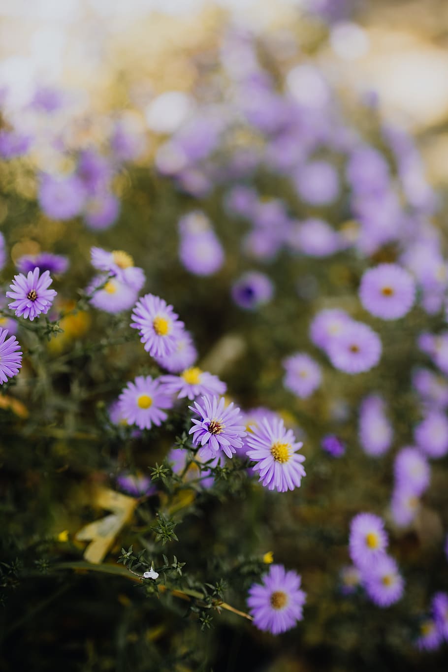 1000 Small Flowers Pictures  Download Free Images on Unsplash