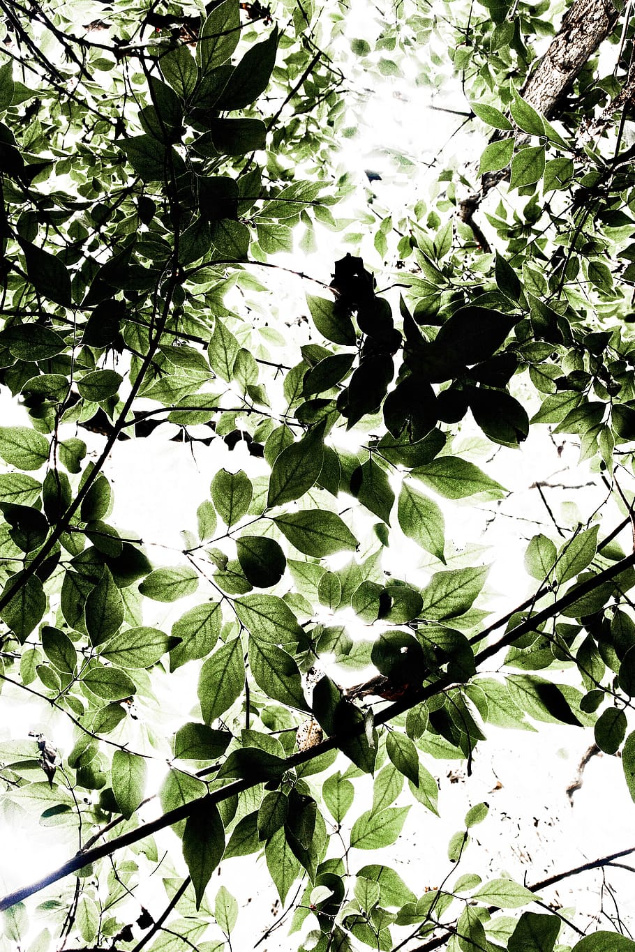 trees, green, forest, leaves, growth, plant, leaf, plant part HD wallpaper