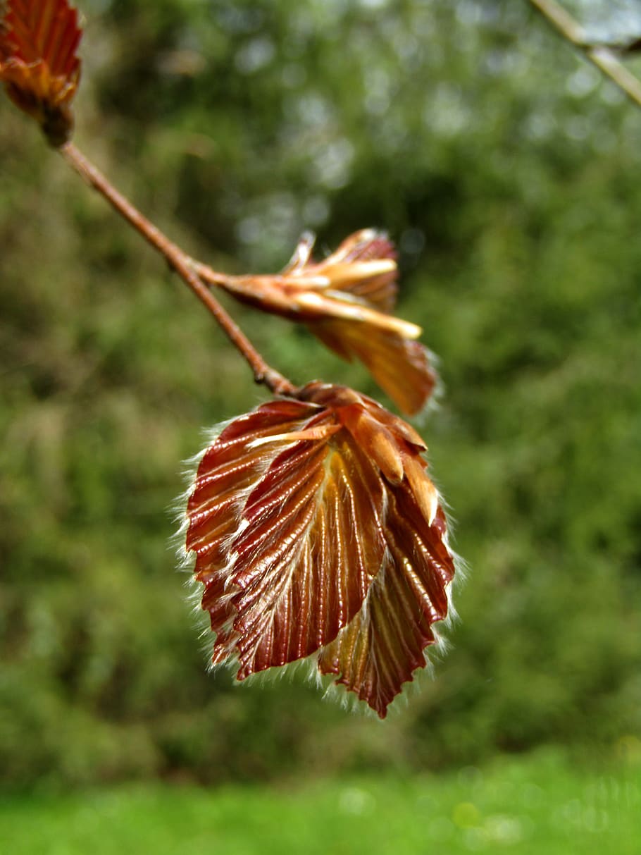 close up, leaf, tree, beech, leaves, plant, close-up, focus on foreground HD wallpaper