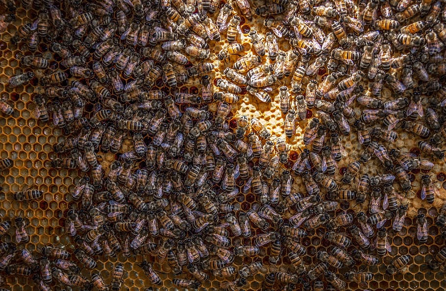 Bees, beehive, beekeeping, beeswax, honey, honey bees, honeycomb HD wallpaper