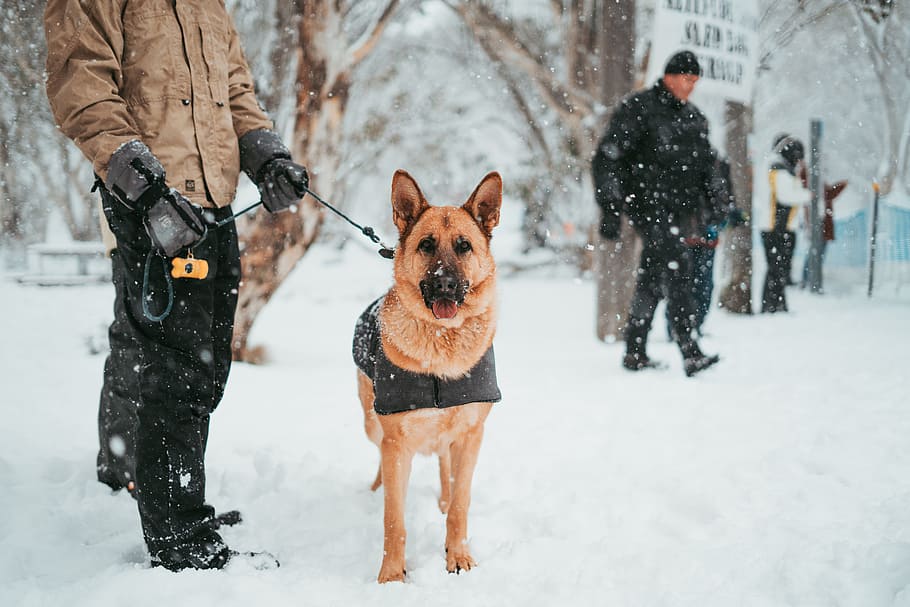 man walking with his dog on snow blizzard, police dog, animal
