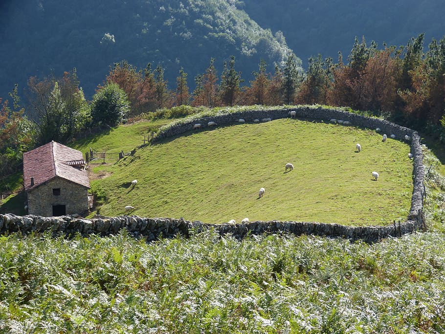 prado, close, navarre, pyrenees, hamlet, sheep, pacer, plant, HD wallpaper