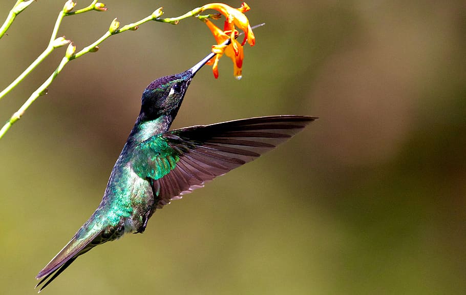 bird, animal themes, animal wildlife, hummingbird, vertebrate HD wallpaper