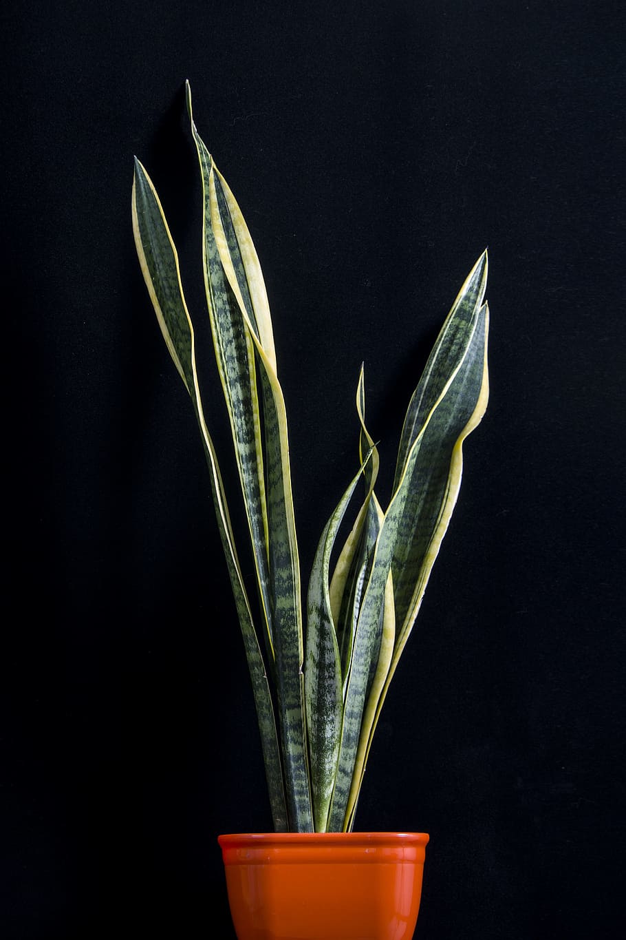 planta de serpiente verde, maceta, planta de maceta, cáñamo de cuerda de arco de víbora, hoja, Fondo de pantalla HD