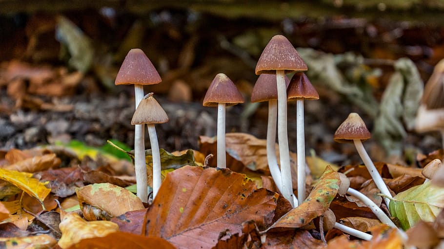 autumn, mushrooms, nature, forest, forest floor, mini mushroom, HD wallpaper
