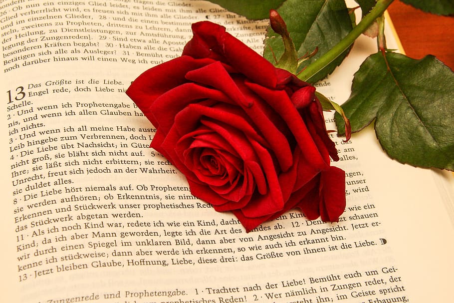 rose, bible, wedding, book, romantic, love, religion, church HD wallpaper