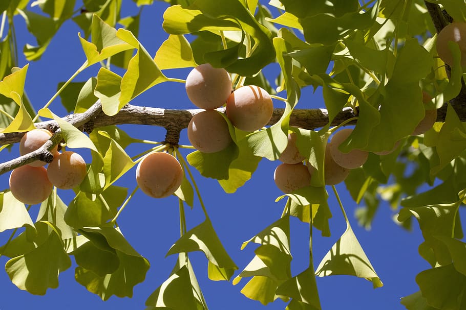 ginkgo, bank, fruit, nature, wood, fruit trees, seasonal, autumn, HD wallpaper