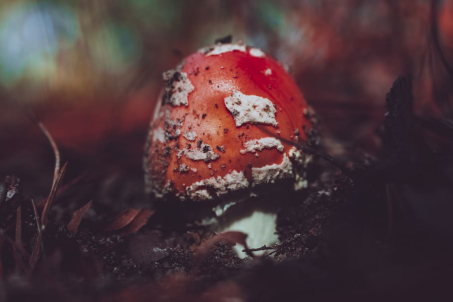 selective focus photography of red fungus, amanita, mushroom, HD wallpaper