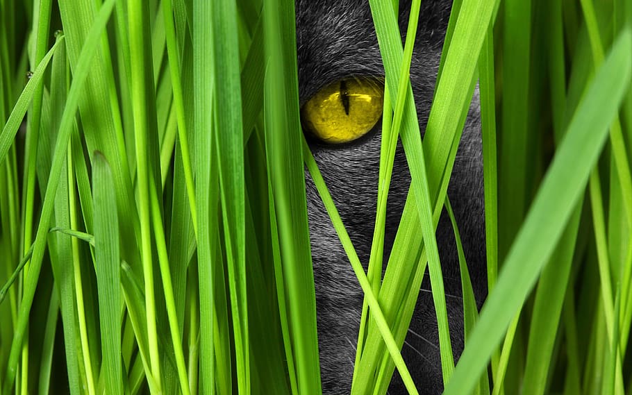 eye, cat, animal, pet, loyal, friend, nature, green, green color, HD wallpaper