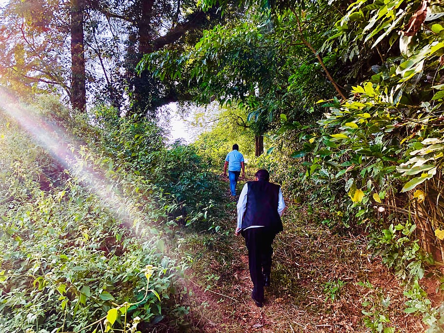 trees, forest, nature, green, jungle, plant, real people, rear view HD wallpaper