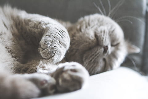 brown cat sleeping on white textile, kitty, gray cat, napping HD wallpaper