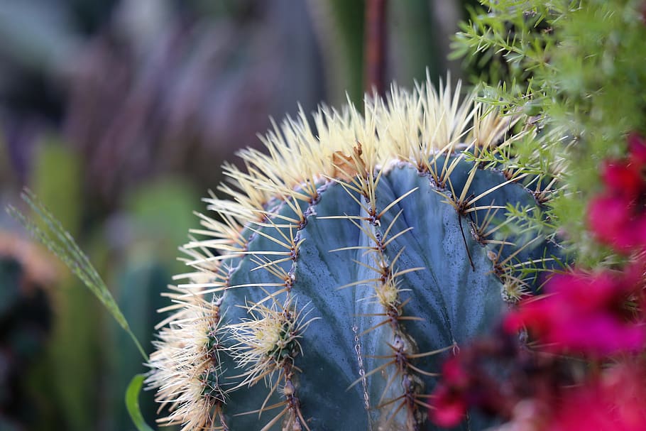 cactus, green, prickly, thorns, summer, nature, outdoor, plant HD wallpaper