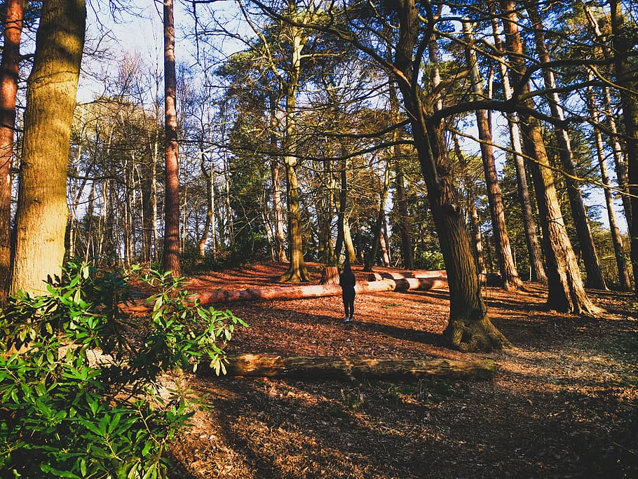 Forest stand. Forest ground.