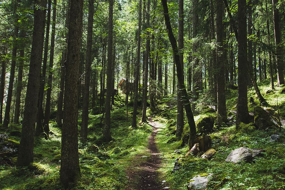 zugspitze, nature, green, path, trees, light, forest, adventure HD wallpaper