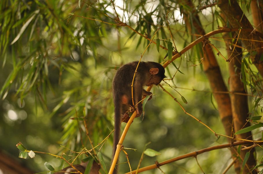 india, kerala, monkey, tees, forest, adventure, one animal HD wallpaper