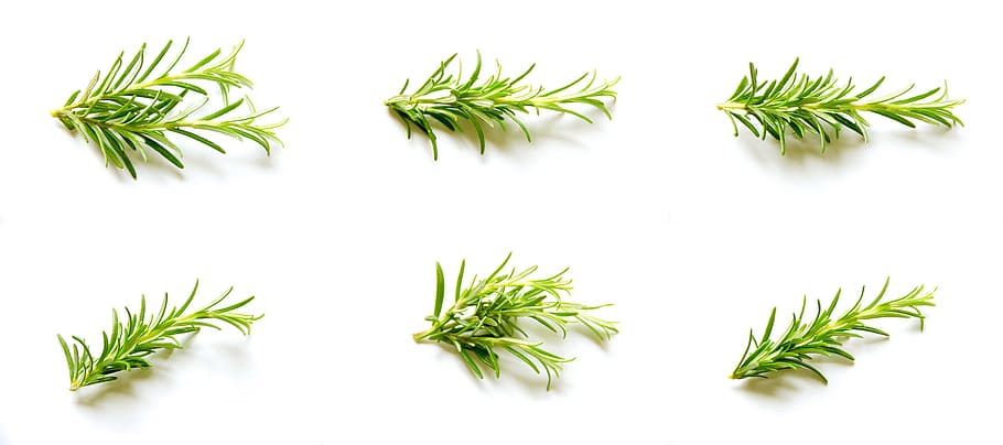 Rosemary, green, herb, herbs, spice, green color, plant, leaf, HD wallpaper
