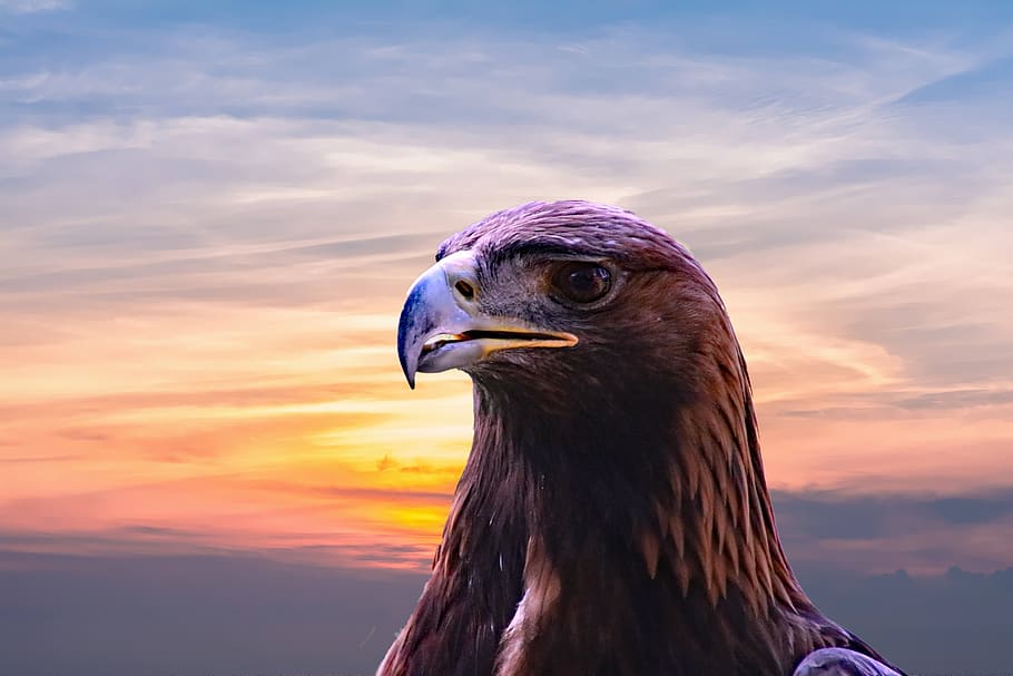Brown Hawk, animal, bald eagle, close-up, clouds, falcon, falconry HD wallpaper