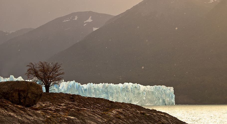 argentina, el calafate, glaciar perito moreno, patagonia, tree, HD wallpaper