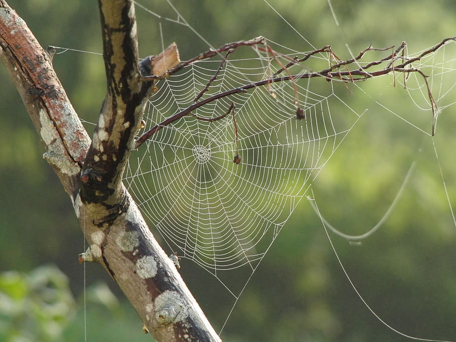Shallow Focus Photo of Spider's Web on Trunk, branches, insect HD wallpaper